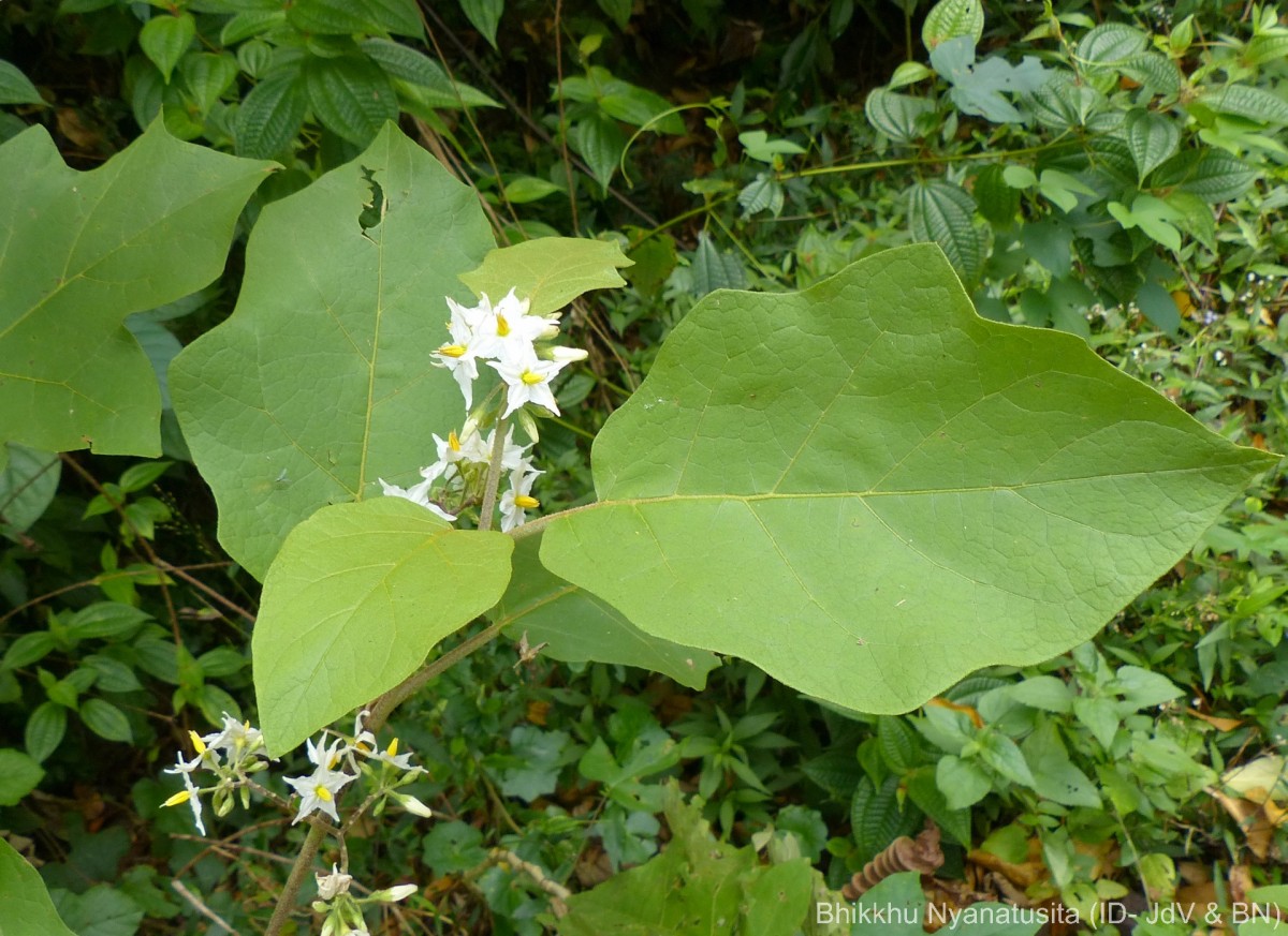 Solanum torvum Sw.